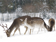 KRYNICA ZDR�J wypoczynek w Polsce turystyka polska g�ry beskidy Beskid S�decki